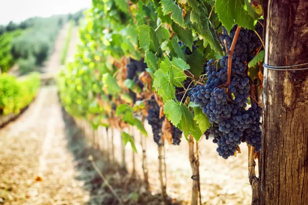 vignoble